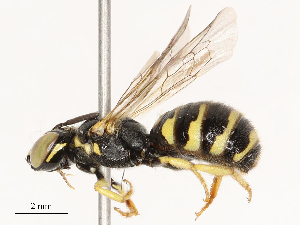  ( - CBG-B03151-G11)  @11 [ ] CreativeCommons - Attribution Share - Alike (2025) CBG Photography Group Centre for Biodiversity Genomics