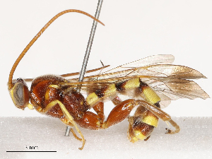  ( - CBG-B03157-A02)  @11 [ ] CreativeCommons - Attribution Share - Alike (2025) CBG Photography Group Centre for Biodiversity Genomics