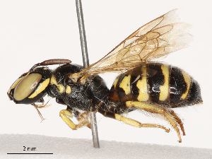  ( - CBG-B03157-A11)  @11 [ ] CreativeCommons - Attribution Share - Alike (2025) CBG Photography Group Centre for Biodiversity Genomics