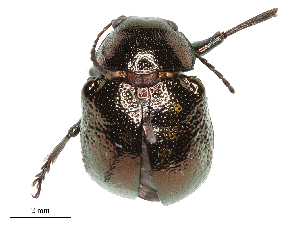 ( - CBG-B03157-C07)  @11 [ ] CreativeCommons - Attribution Share - Alike (2025) CBG Photography Group Centre for Biodiversity Genomics