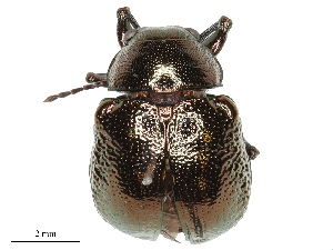  ( - CBG-B03157-C08)  @11 [ ] CreativeCommons - Attribution Share - Alike (2025) CBG Photography Group Centre for Biodiversity Genomics