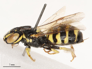  ( - CBG-B03157-C11)  @11 [ ] CreativeCommons - Attribution Share - Alike (2025) CBG Photography Group Centre for Biodiversity Genomics