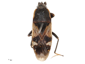  ( - CBG-B03157-D05)  @11 [ ] CreativeCommons - Attribution Share - Alike (2025) CBG Photography Group Centre for Biodiversity Genomics