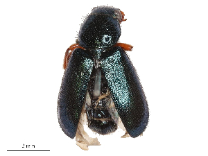  ( - CBG-B03157-E12)  @11 [ ] CreativeCommons - Attribution Share - Alike (2025) CBG Photography Group Centre for Biodiversity Genomics