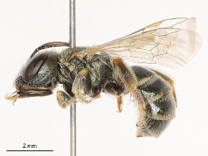  ( - CBG-B03157-G01)  @11 [ ] CreativeCommons - Attribution Share - Alike (2025) CBG Photography Group Centre for Biodiversity Genomics