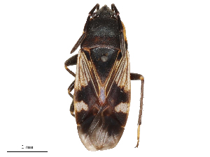  ( - CBG-B03166-A04)  @11 [ ] CreativeCommons - Attribution Share - Alike (2025) CBG Photography Group Centre for Biodiversity Genomics