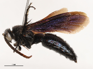  (Scolia affinis - CBG-B03166-E04)  @11 [ ] CreativeCommons - Attribution Share - Alike (2025) CBG Photography Group Centre for Biodiversity Genomics