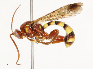  ( - CBG-B03166-F01)  @11 [ ] CreativeCommons - Attribution Share - Alike (2025) CBG Photography Group Centre for Biodiversity Genomics