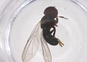  ( - CBG-B03527-F07)  @11 [ ] CreativeCommons - Attribution Share - Alike (2025) Centre for Biodiversity Genomics Centre for Biodiversity Genomics