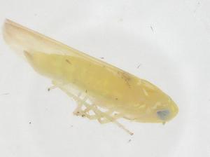  ( - CBG-B03529-A11)  @11 [ ] CreativeCommons - Attribution Share - Alike (2025) Centre for Biodiversity Genomics Centre for Biodiversity Genomics