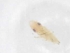  (Nirvana - CBG-B03529-G08)  @11 [ ] CreativeCommons - Attribution Share - Alike (2025) Centre for Biodiversity Genomics Centre for Biodiversity Genomics