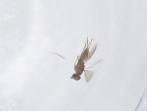  ( - CBG-B03531-D06)  @11 [ ] CreativeCommons - Attribution Share - Alike (2025) Centre for Biodiversity Genomics Centre for Biodiversity Genomics