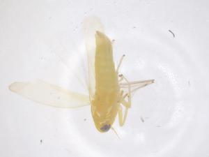  ( - CBG-B03532-H07)  @11 [ ] CreativeCommons - Attribution Share - Alike (2025) Centre for Biodiversity Genomics Centre for Biodiversity Genomics