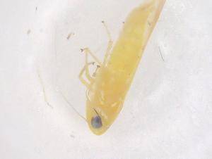  ( - CBG-B03533-C06)  @11 [ ] CreativeCommons - Attribution Share - Alike (2025) Centre for Biodiversity Genomics Centre for Biodiversity Genomics