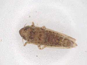  ( - CBG-B03533-G07)  @11 [ ] CreativeCommons - Attribution Share - Alike (2025) Centre for Biodiversity Genomics Centre for Biodiversity Genomics