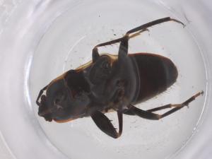  ( - CBG-B04372-A07)  @11 [ ] CreativeCommons - Attribution Share - Alike (2025) Centre for Biodiversity Genomics Centre for Biodiversity Genomics