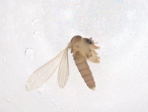  ( - CBG-B04378-C12)  @11 [ ] CreativeCommons - Attribution Share - Alike (2025) Centre for Biodiversity Genomics Centre for Biodiversity Genomics