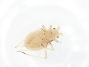  (Phorodon cannabis - CBG-B04380-G01)  @11 [ ] CreativeCommons - Attribution Share - Alike (2025) Centre for Biodiversity Genomics Centre for Biodiversity Genomics