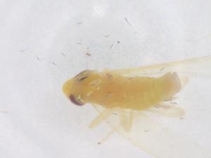  ( - CBG-B04382-A09)  @11 [ ] CreativeCommons - Attribution Share - Alike (2025) Centre for Biodiversity Genomics Centre for Biodiversity Genomics