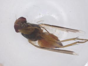  ( - CBG-B04382-G07)  @11 [ ] CreativeCommons - Attribution Share - Alike (2025) Centre for Biodiversity Genomics Centre for Biodiversity Genomics