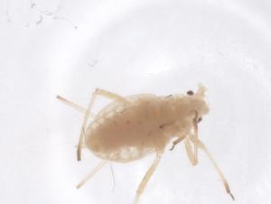  ( - CBG-B04382-H04)  @11 [ ] CreativeCommons - Attribution Share - Alike (2025) Centre for Biodiversity Genomics Centre for Biodiversity Genomics