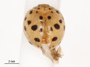  ( - CBG-B04470-A03)  @11 [ ] CreativeCommons - Attribution Share - Alike (2025) CBG Photography Group Centre for Biodiversity Genomics