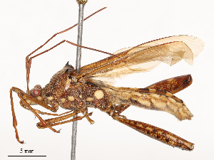  ( - CBG-B04470-C06)  @11 [ ] CreativeCommons - Attribution Share - Alike (2025) CBG Photography Group Centre for Biodiversity Genomics