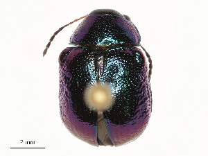  (Colasposoma dauricum - CBG-B04470-F08)  @11 [ ] CreativeCommons - Attribution Share - Alike (2025) CBG Photography Group Centre for Biodiversity Genomics