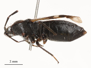  ( - CBG-B04470-G05)  @11 [ ] CreativeCommons - Attribution Share - Alike (2025) CBG Photography Group Centre for Biodiversity Genomics