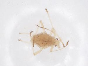  ( - CBG-B05181-B02)  @11 [ ] CreativeCommons - Attribution Share - Alike (2025) Centre for Biodiversity Genomics Centre for Biodiversity Genomics