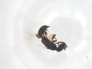  ( - CBG-B05182-G04)  @11 [ ] CreativeCommons - Attribution Share - Alike (2025) Centre for Biodiversity Genomics Centre for Biodiversity Genomics