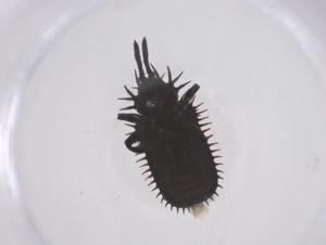  ( - CBG-B05186-B02)  @11 [ ] CreativeCommons - Attribution Share - Alike (2025) Centre for Biodiversity Genomics Centre for Biodiversity Genomics