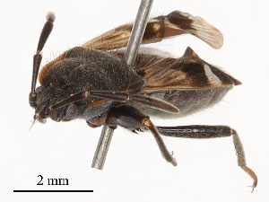  ( - CBG-B15758-F05)  @11 [ ] CreativeCommons - Attribution Share - Alike (2025) CBG Photography Group Centre for Biodiversity Genomics