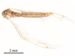  ( - CBG-B15758-H04)  @11 [ ] CreativeCommons - Attribution Share - Alike (2025) CBG Photography Group Centre for Biodiversity Genomics