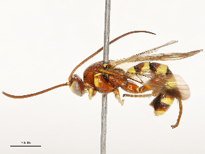  ( - CBG-B15760-F11)  @11 [ ] CreativeCommons - Attribution Share - Alike (2025) CBG Photography Group Centre for Biodiversity Genomics