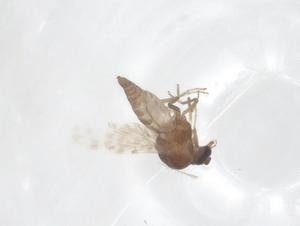  ( - CBG-B19993-H10)  @11 [ ] CreativeCommons - Attribution Share - Alike (2025) Centre for Biodiversity Genomics Centre for Biodiversity Genomics