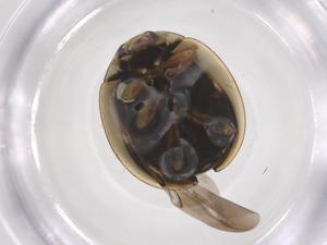  ( - CBG-B20061-C09)  @11 [ ] CreativeCommons - Attribution Share - Alike (2025) Centre for Biodiversity Genomics Centre for Biodiversity Genomics