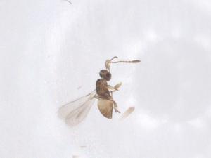  ( - CBG-B20110-G07)  @11 [ ] CreativeCommons - Attribution Share - Alike (2025) Centre for Biodiversity Genomics Centre for Biodiversity Genomics