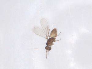  ( - CBG-B20111-F06)  @11 [ ] CreativeCommons - Attribution Share - Alike (2025) Centre for Biodiversity Genomics Centre for Biodiversity Genomics