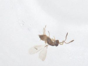  ( - CBG-B20112-D11)  @11 [ ] CreativeCommons - Attribution Share - Alike (2025) Centre for Biodiversity Genomics Centre for Biodiversity Genomics