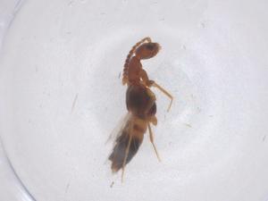  ( - CBG-B23596-E11)  @11 [ ] CreativeCommons - Attribution Share - Alike (2025) Centre for Biodiversity Genomics Centre for Biodiversity Genomics