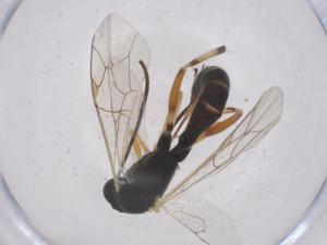  ( - CBG-B23599-E04)  @11 [ ] CreativeCommons - Attribution Share - Alike (2025) Centre for Biodiversity Genomics Centre for Biodiversity Genomics