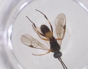  (Microplitis prodeniae - CBG-B23599-G02)  @11 [ ] CreativeCommons - Attribution Share - Alike (2025) Centre for Biodiversity Genomics Centre for Biodiversity Genomics