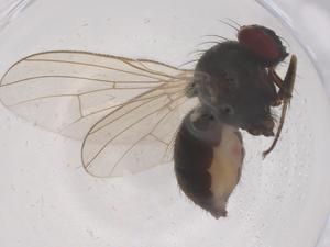  ( - CBG-B23600-D07)  @11 [ ] CreativeCommons - Attribution Share - Alike (2025) Centre for Biodiversity Genomics Centre for Biodiversity Genomics