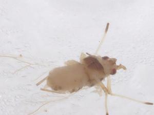  ( - CBG-B23603-B12)  @11 [ ] CreativeCommons - Attribution Share - Alike (2025) Centre for Biodiversity Genomics Centre for Biodiversity Genomics