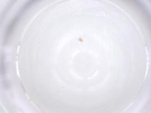  ( - CBG-B23603-D01)  @11 [ ] CreativeCommons - Attribution Share - Alike (2025) Centre for Biodiversity Genomics Centre for Biodiversity Genomics