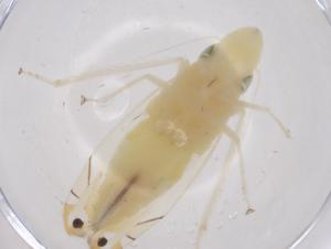  (Sophonia longicephala - CBG-B23603-E05)  @11 [ ] CreativeCommons - Attribution Share - Alike (2025) Centre for Biodiversity Genomics Centre for Biodiversity Genomics