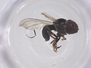  ( - CBG-B23603-G03)  @11 [ ] CreativeCommons - Attribution Share - Alike (2025) Centre for Biodiversity Genomics Centre for Biodiversity Genomics