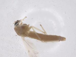  ( - CBG-B23603-G11)  @11 [ ] CreativeCommons - Attribution Share - Alike (2025) Centre for Biodiversity Genomics Centre for Biodiversity Genomics