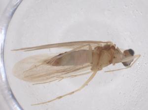  ( - CBG-B23620-B11)  @11 [ ] CreativeCommons - Attribution Share - Alike (2025) Centre for Biodiversity Genomics Centre for Biodiversity Genomics